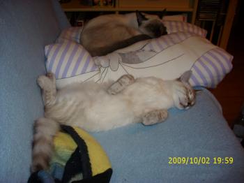 Bild von Sammy