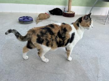 Rosalba Bild von Rosalba
