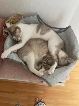 Nilo Bild von Nilo