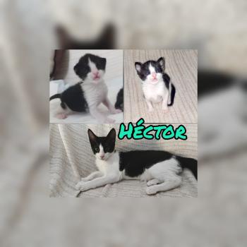 Hector Bild von Hector