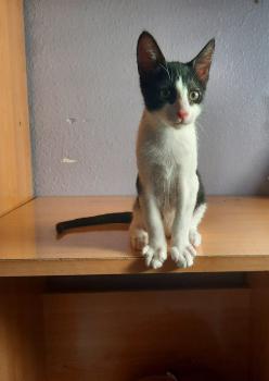 Hector Bild von Hector