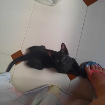 Hugo Bild von Hugo