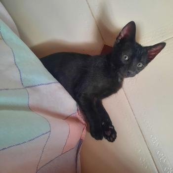 Hugo Bild von Hugo