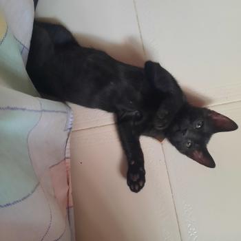 Hugo Bild von Hugo