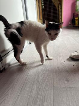 Ringo Bild von Ringo