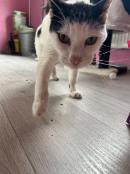 Ringo Bild von Ringo