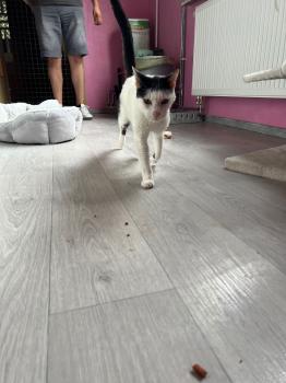 Ringo Bild von Ringo