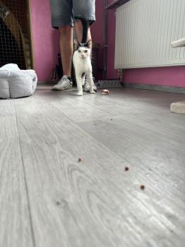 Ringo Bild von Ringo