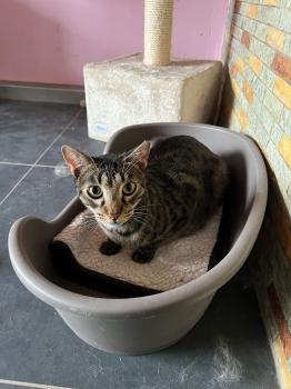 Lazlo Bild von Lazlo