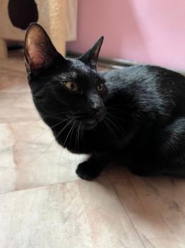 Felisa Bild von Felisa