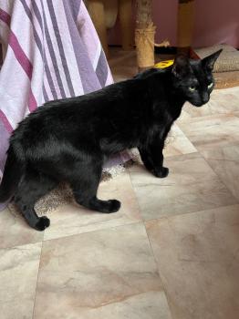 Felisa Bild von Felisa