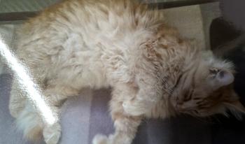 Turro im Zuhause Bild von Turro