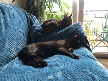 Morty Bild von Morty