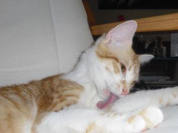 Sugar Bild von Sugar