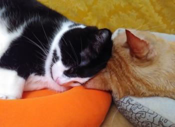 Nikito Bild von Nikito