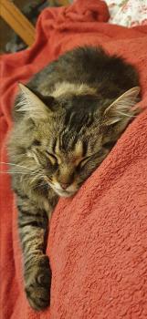 Savannah Bild von Savannah