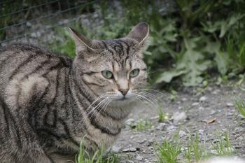 Lumbre Bild von Lumbre