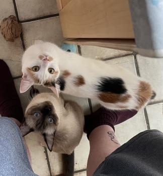 Kappa Bild von Kappa