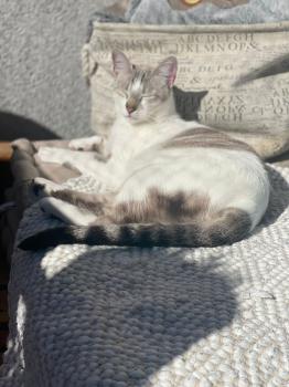 Nilo Bild von Nilo