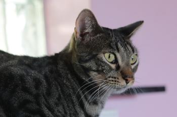 Lazlo Bild von Lazlo