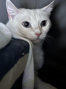 Missi Bild von Missi