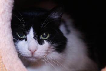 Layla Bild von Layla