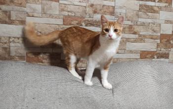Tazz Bild von Tazz