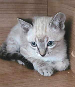 Bild von Galletita
