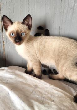 Toffee Bild von Toffee