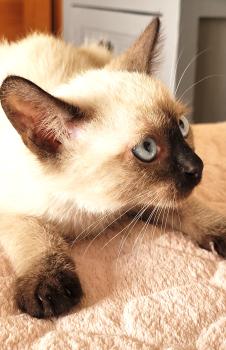 Toffee Bild von Toffee