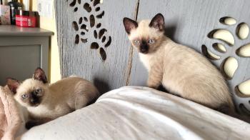 Toffee Bild von Toffee