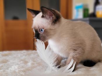Toffee Bild von Toffee