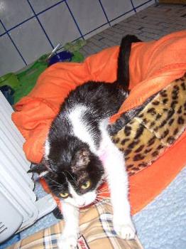 Milly schläft vor der Heizung Bild von Milly