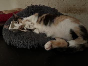 Miel Bild von Miel