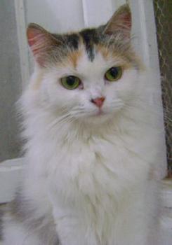 Daisy Bild von Daisy