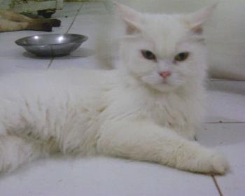 Fluffy Bild von Fluffy