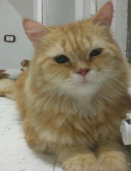 Ginger Bild von Ginger