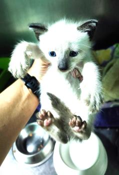 Tao Bild von Tao