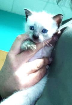 Tao Bild von Tao