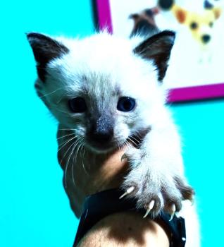 Tao Bild von Tao