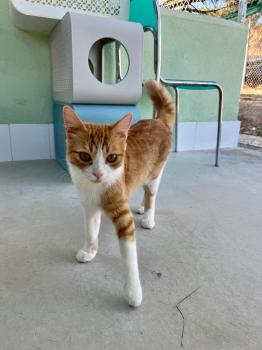 Tazz Bild von Tazz
