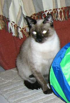 Maja Bild von Maja