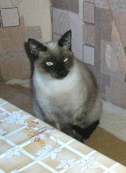 Maja Bild von Maja