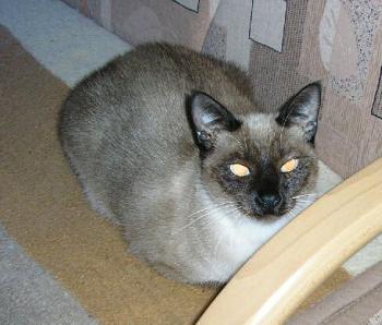 Maja Bild von Maja