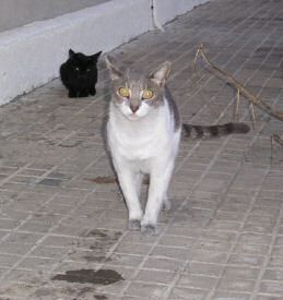 Bonita Bild von Bonita