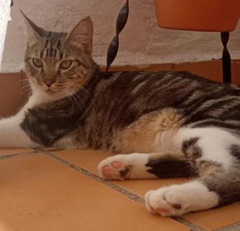 Tomillo Bild von Tomillo