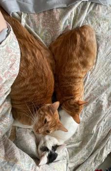 Nala Bild von Nala