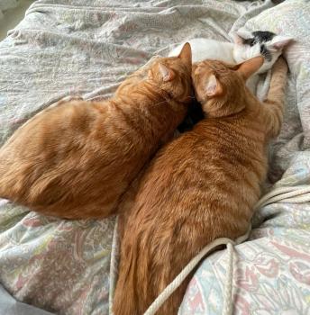 Simba Bild von Simba