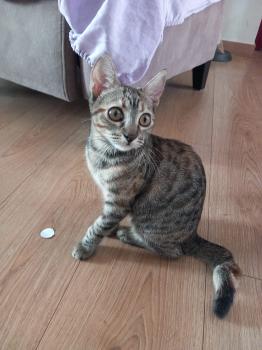 Patu Bild von Patu
