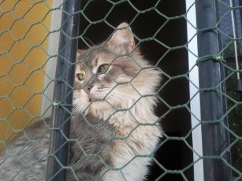 Koti Bild von Koti